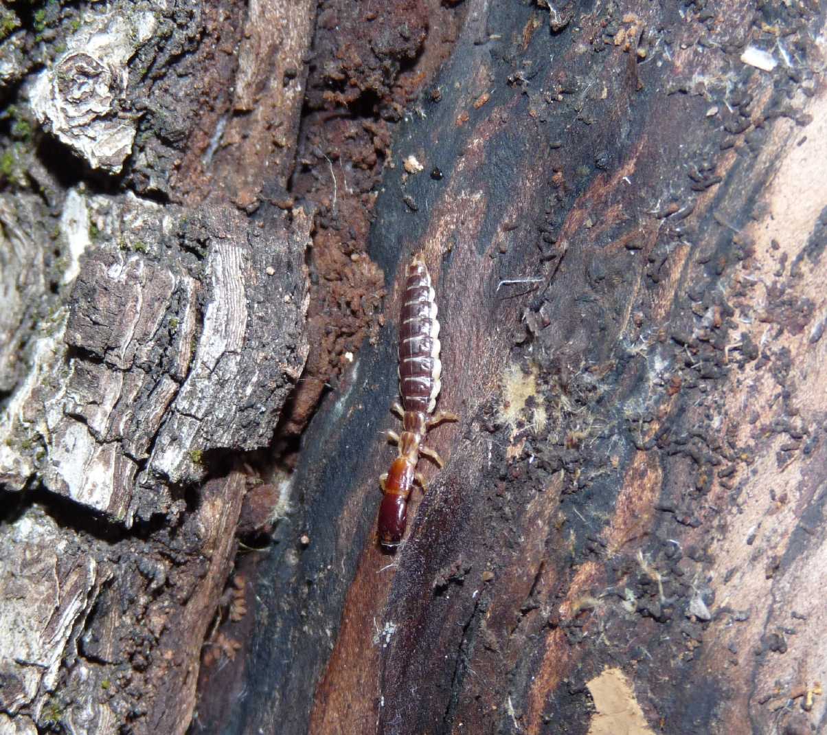 Larva...di chi...? Parainocellia bicolor